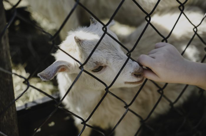 Goat kid sucking girls thumb from wire fence